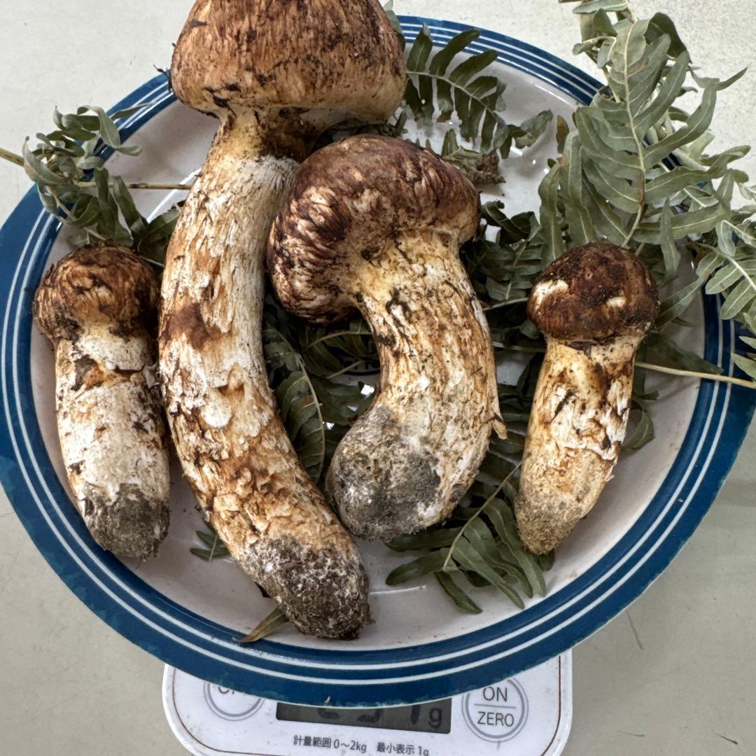 10/18朝採れ南信州産松茸230g