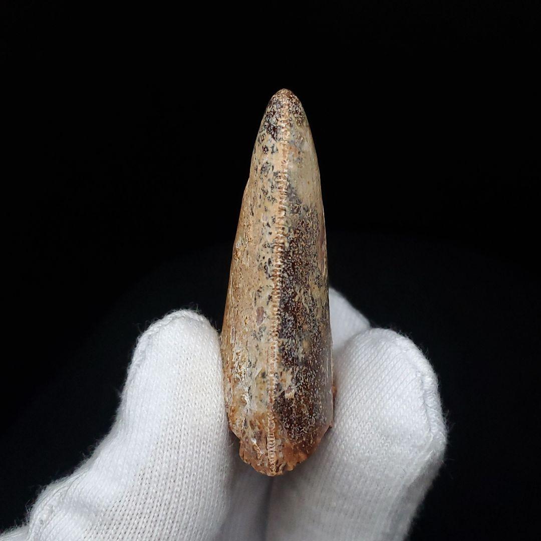 カルカロドントサウルス 歯 化石 本物 モロッコ産 38.72mm  fca11