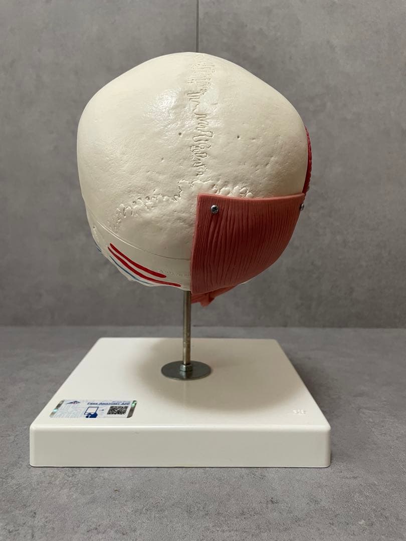 表情筋のつきかたが分かる頭蓋骨模型-3B scientific