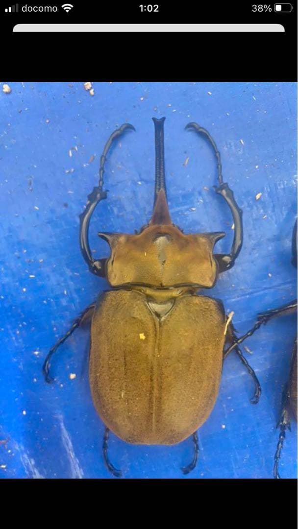 レア種！標本　エレファス・オキシデンタリス♂102、112mmセット