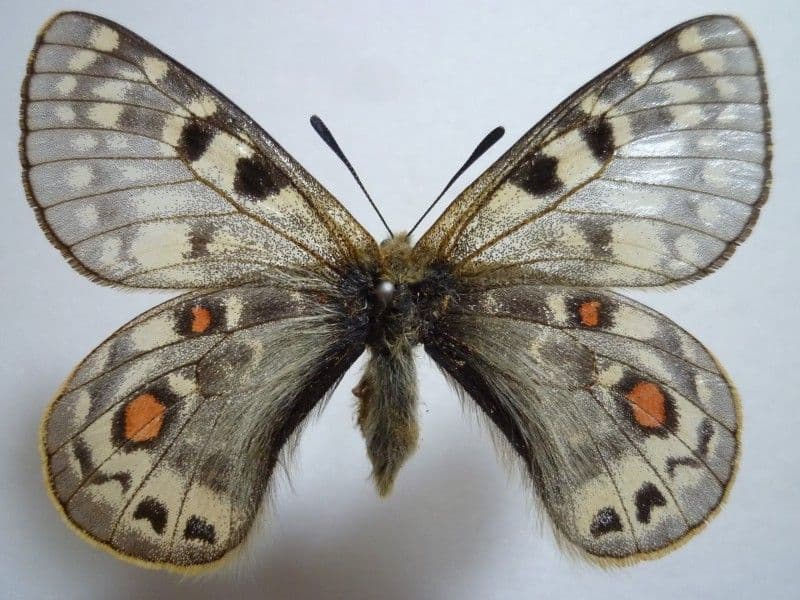 【外国産蝶標本】アッコウスバ♂/四川省.舟山産/59mm