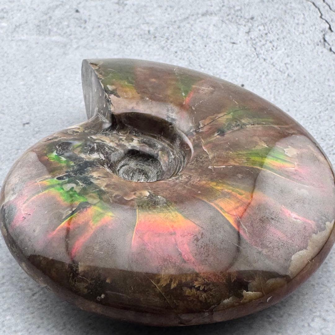 G-77天然アンモナイト原石　游色多色アンモナイト化石 天然石　コレクション標本