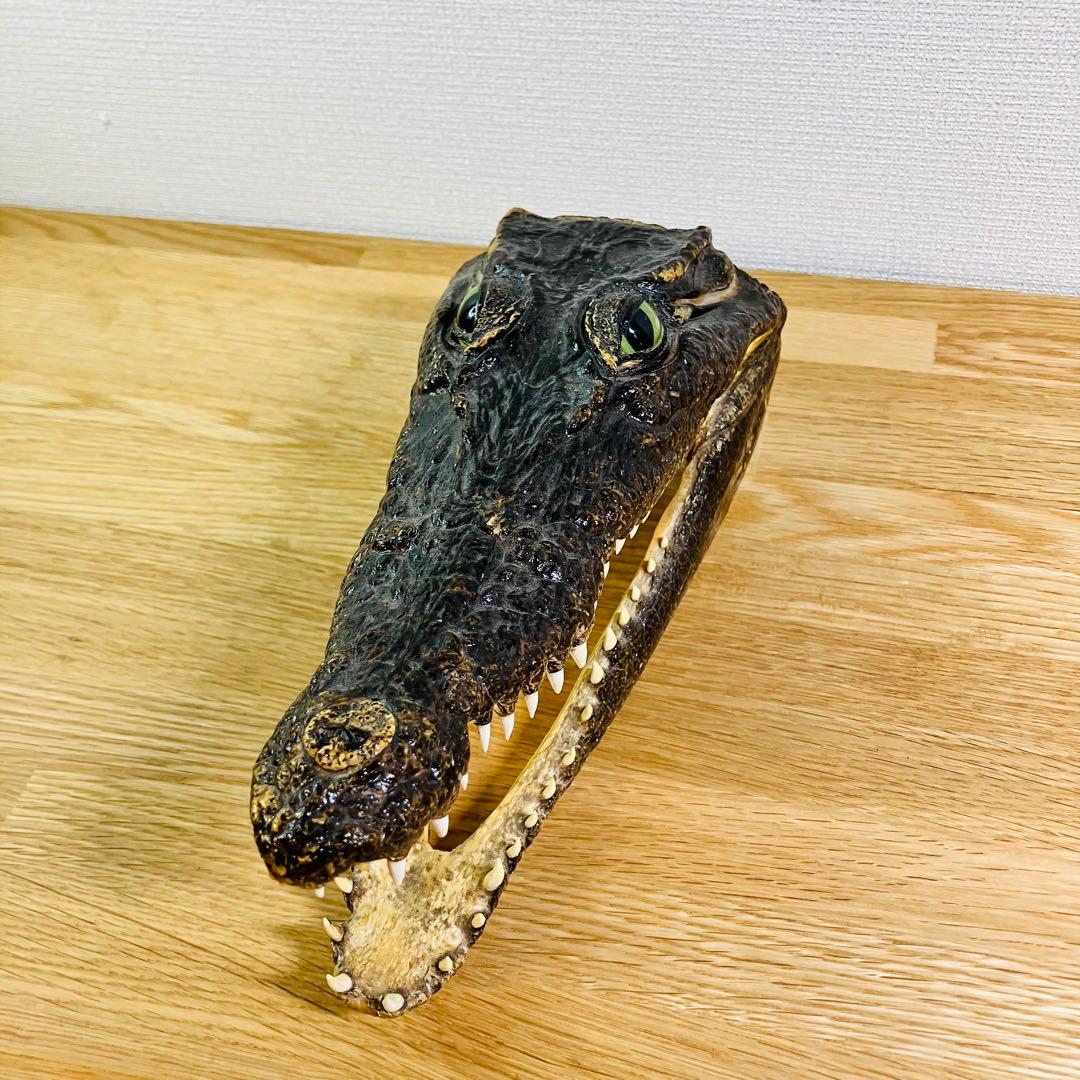ワニ　頭部の剥製　アメリカンアリゲーター
