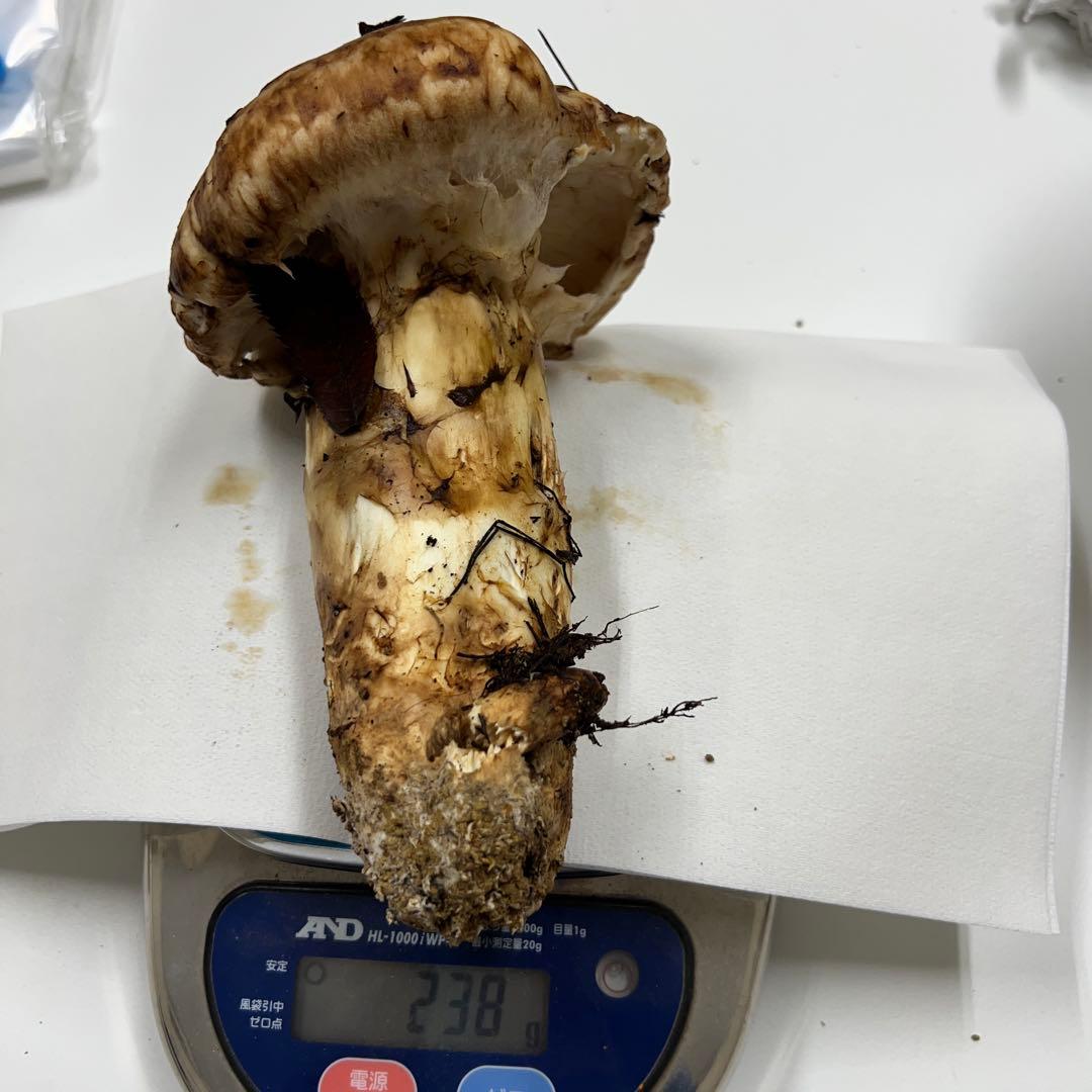 山形県産　松茸　380g