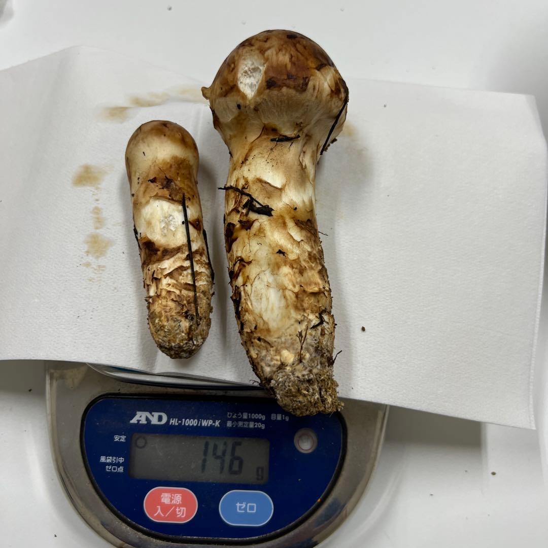 山形県産　松茸　380g