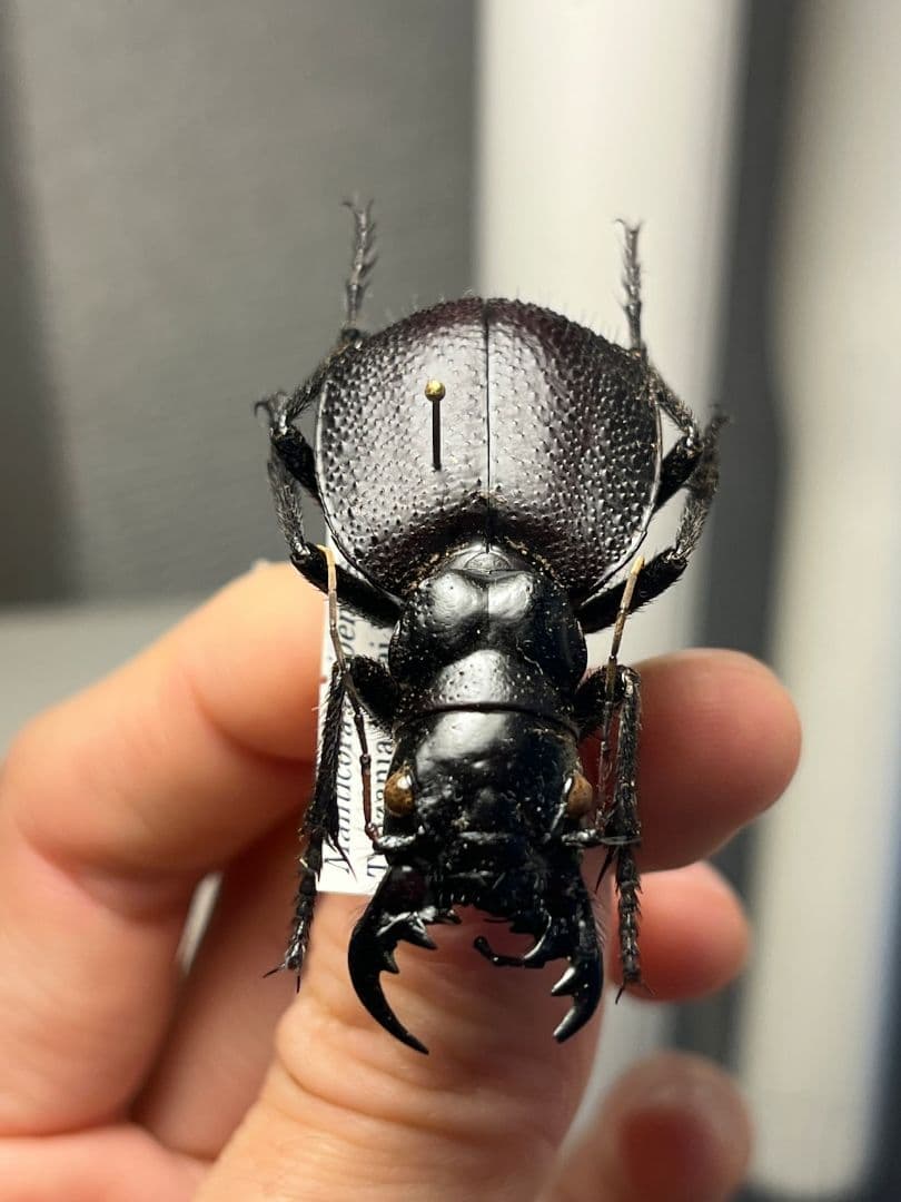 【美麗♀】オオエンマハンミョウ Manticora タンザニア産 昆虫標本