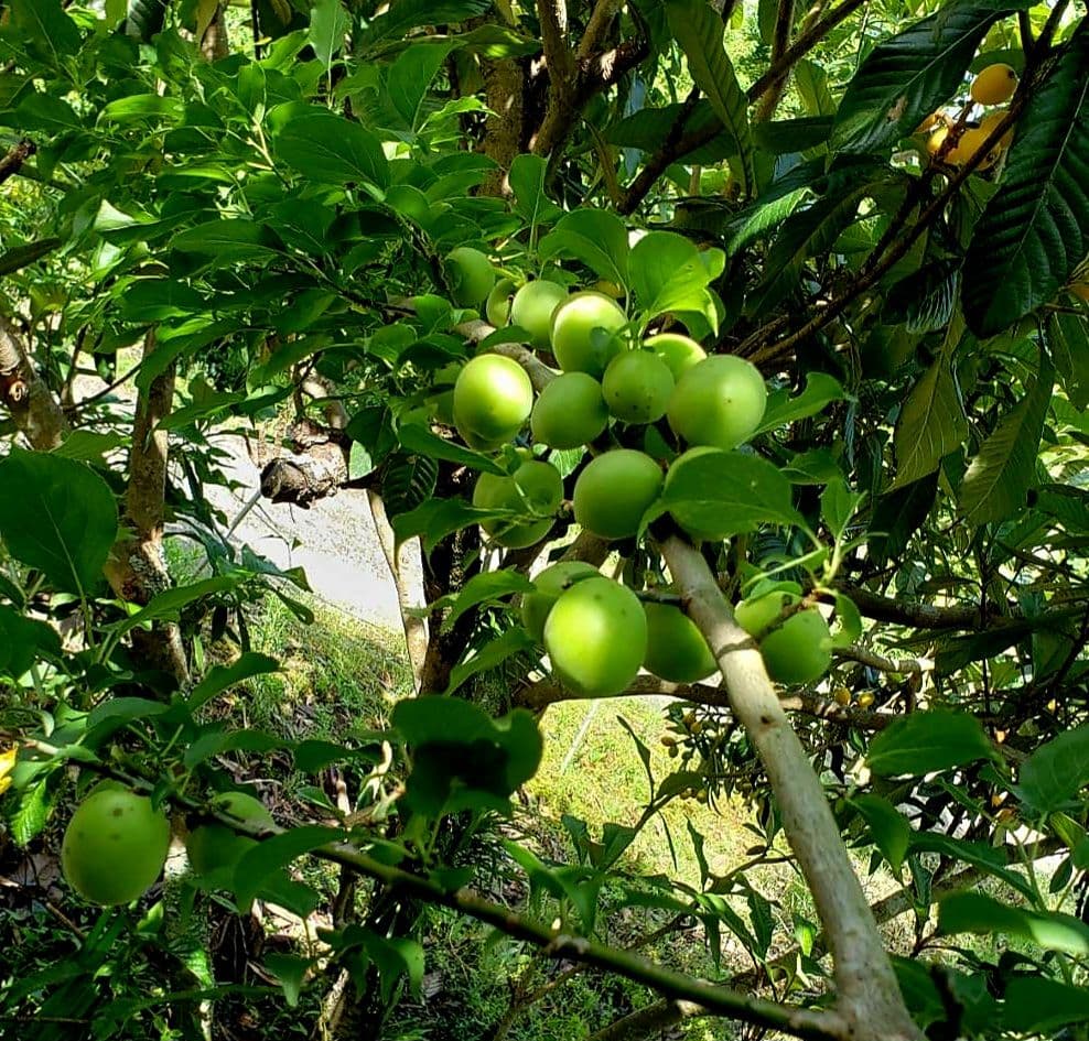 えぐちゃんページ 2kg