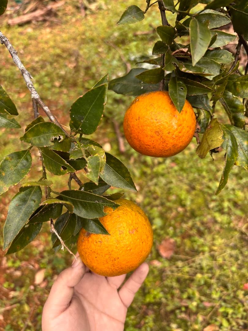 沖縄県産やんばるタンカン　無農薬