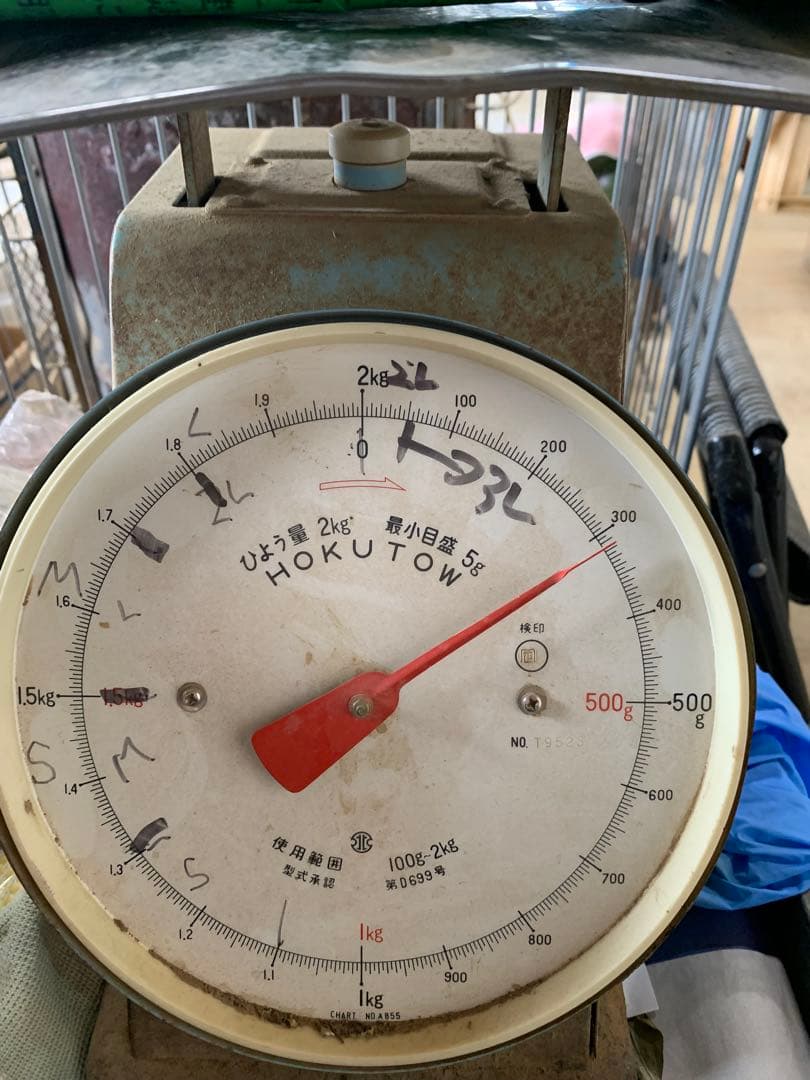 【本日発送】　国産　岩手県産　松茸