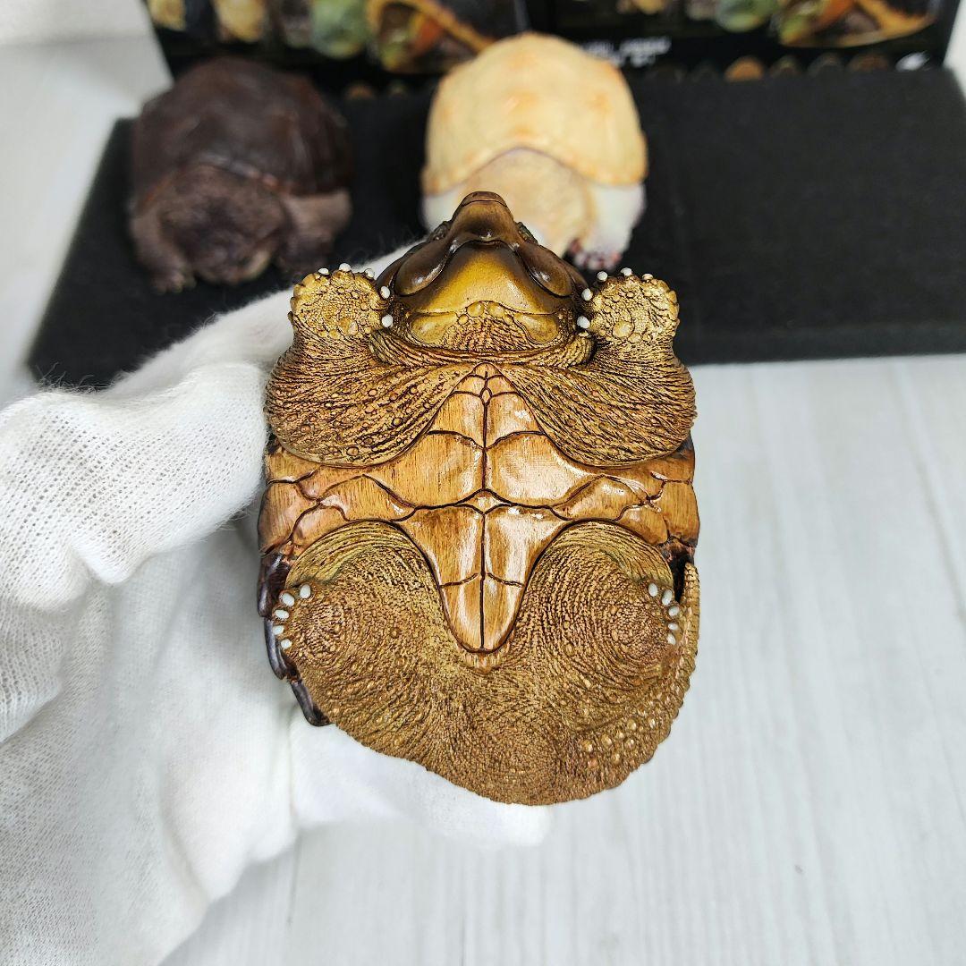 【動物の惑星】★激レア★第1弾亀廃盤品ワニガメ+カミツキガメ!! フィギュア