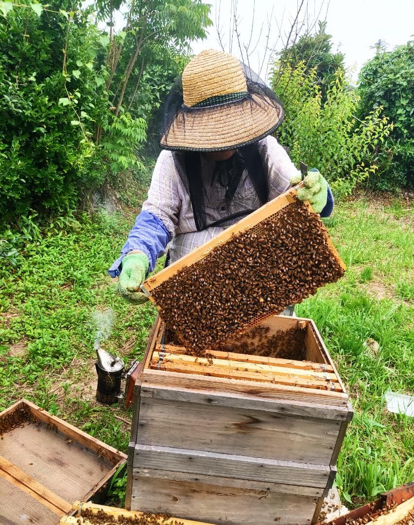 ✡️アカシア蜜５本&れんげ蜜５本　生はちみつ　自家製蜂蜜