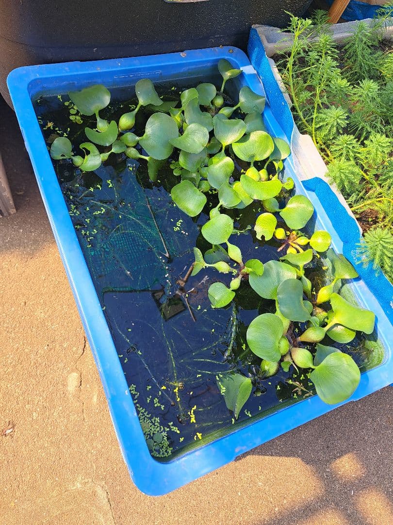 【専用ページ】天然 アナカリス、1000本【超メルカリ市価格】