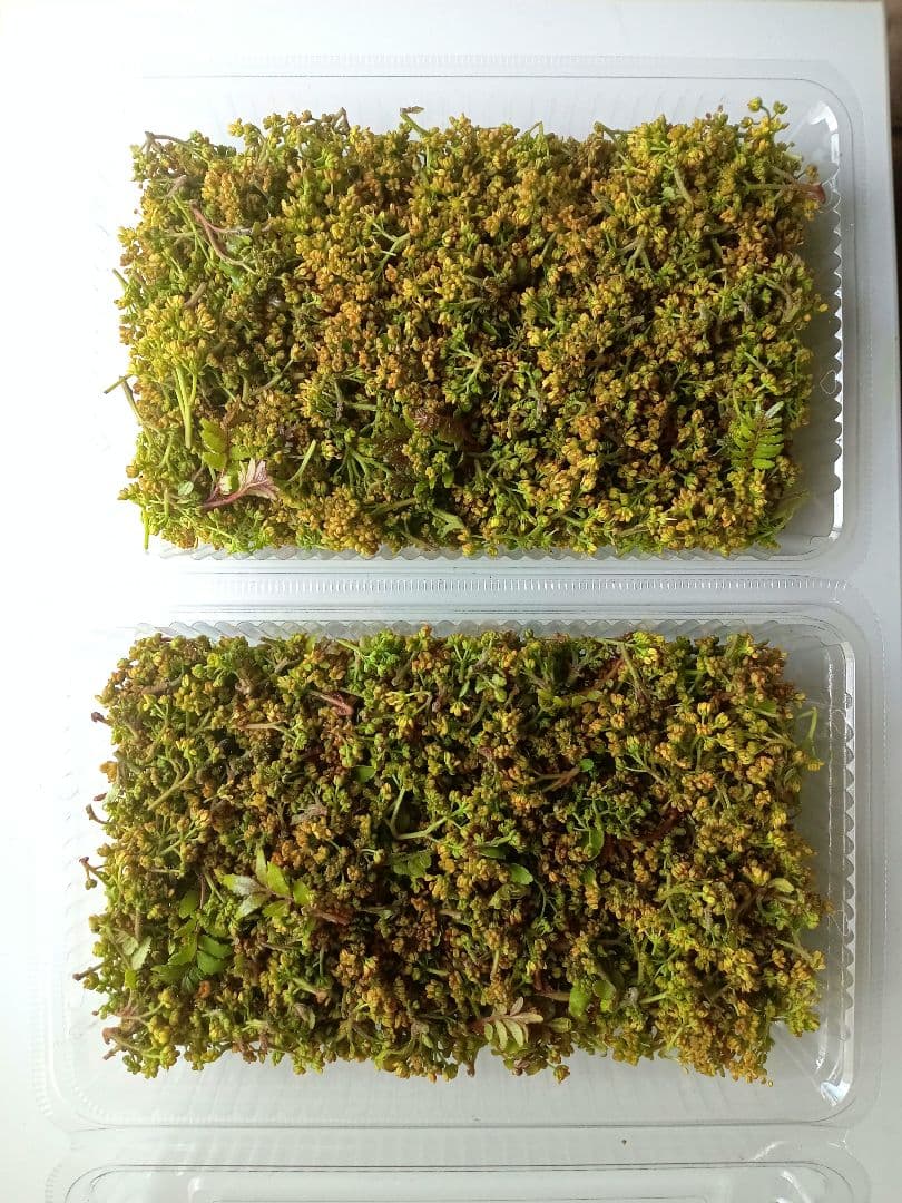 花山椒　200g　 大分県産