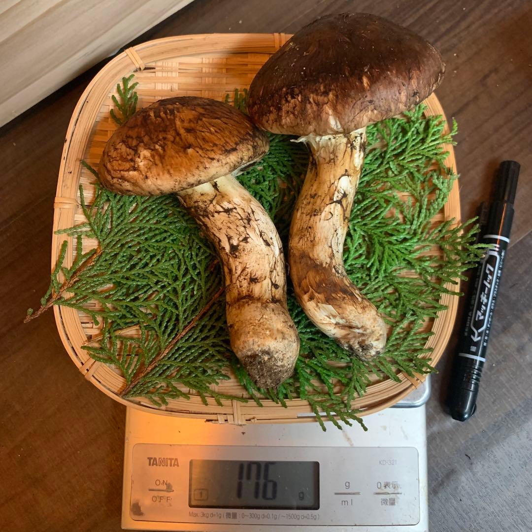 ⑤秀品【岩手県産天然松茸】収穫最終　国産本場　開き　採れたて　産地直送　176g