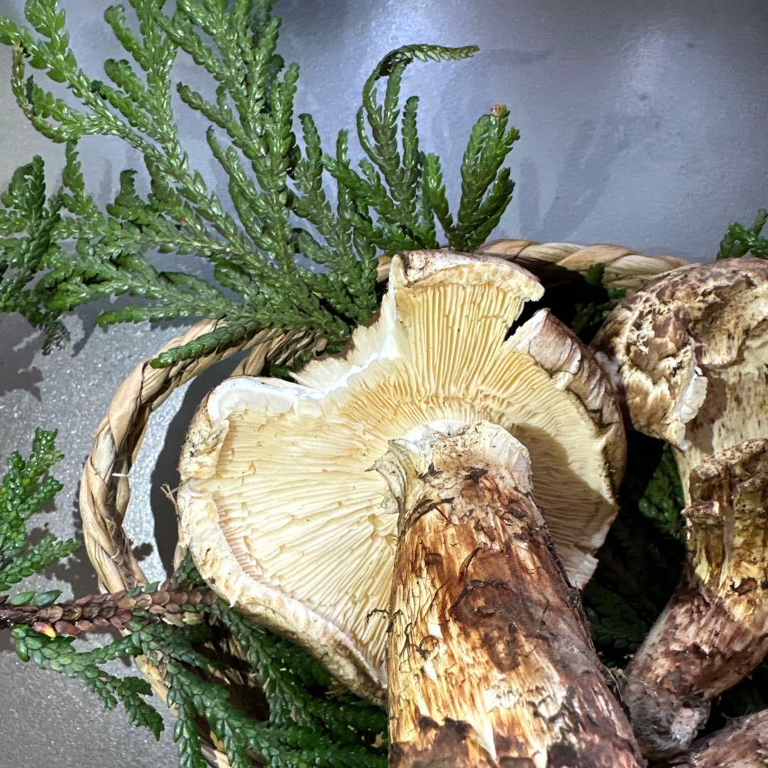 訳あり品‼️国産天然松茸‼️430g‼️