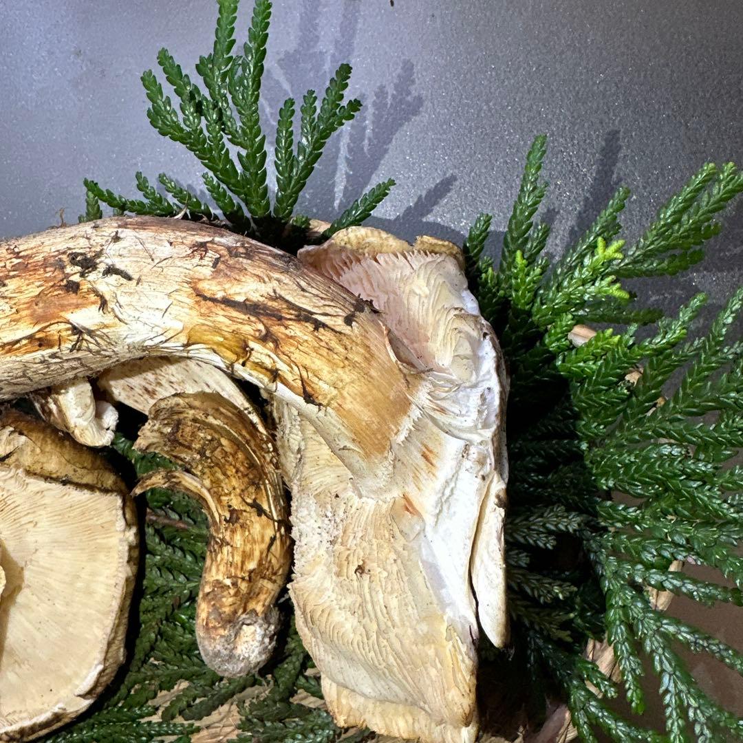 訳あり品‼️国産天然松茸‼️430g‼️