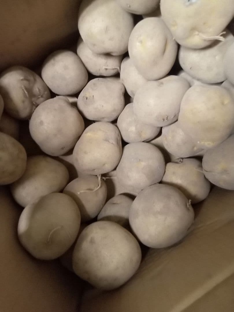 キウイフルーツ＆紅あづまLサイズ＆ジャガイモセット