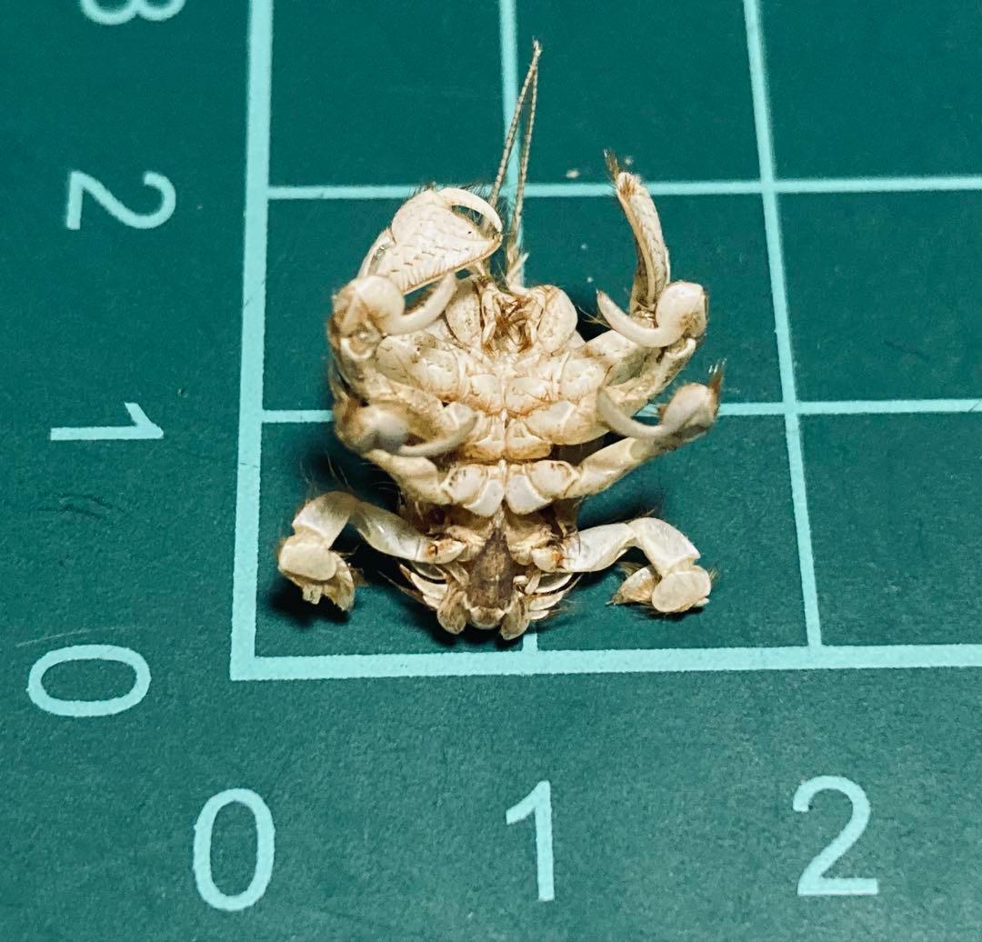 極小クダヒゲガニ 標本　カニ　乾燥標本　甲殻類