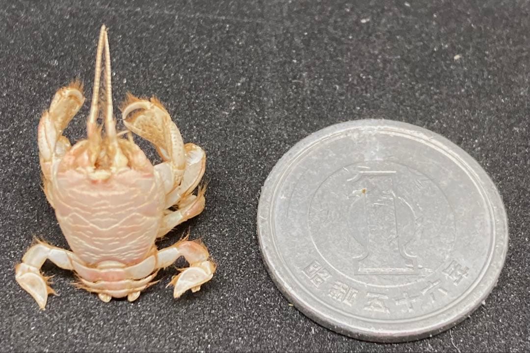 極小クダヒゲガニ 標本　カニ　乾燥標本　甲殻類