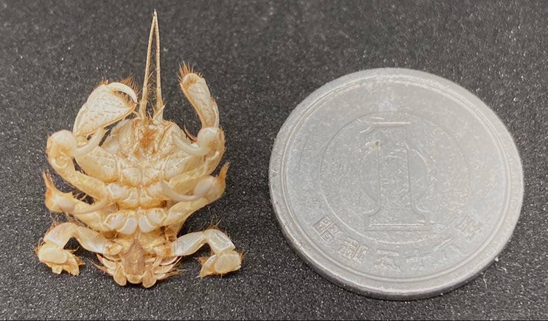 極小クダヒゲガニ 標本　カニ　乾燥標本　甲殻類