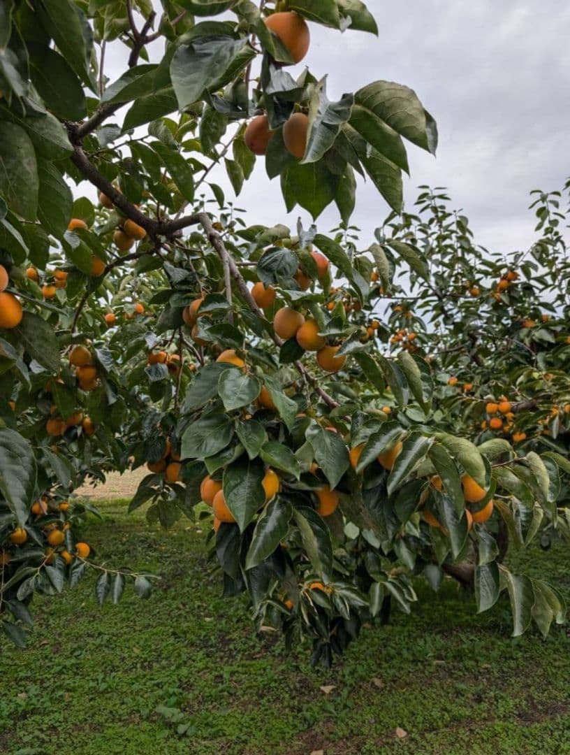 ⑧ 大玉 市田柿 ３kg 3Lサイズ 長野県産 農家直送 干し柿