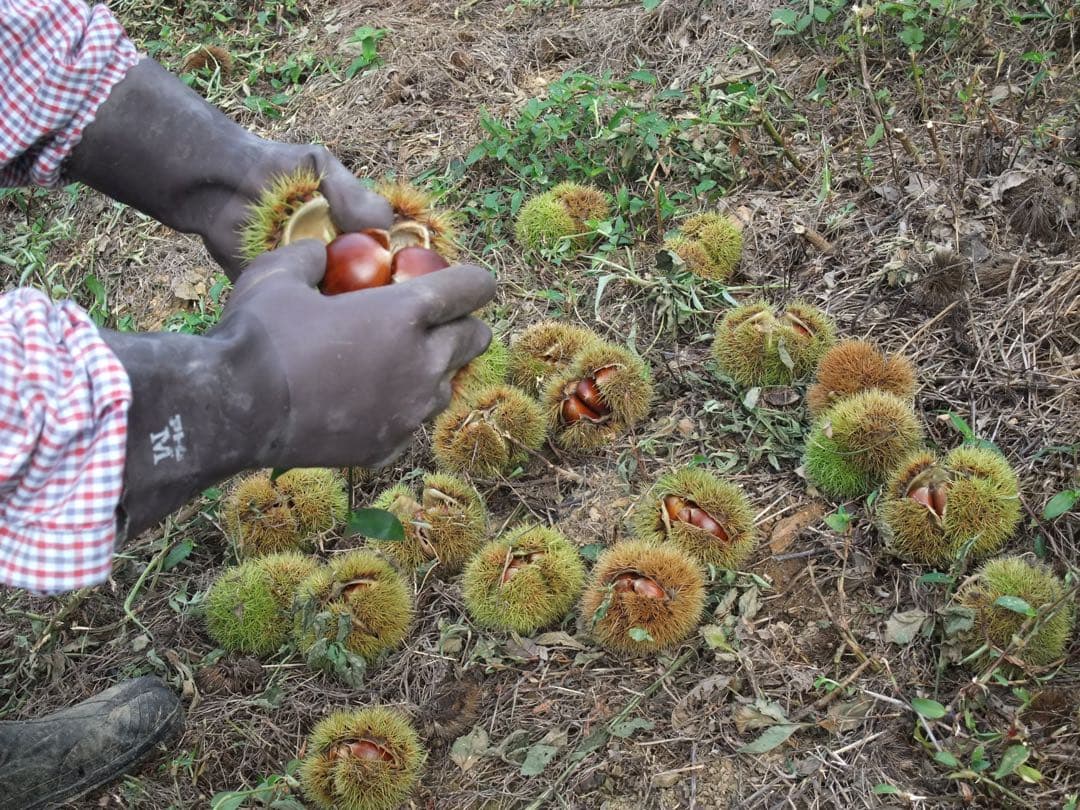 幻の栗⭐︎中山栗2L~4L混合10kgクール便（匿名不可）農家直送2025-015