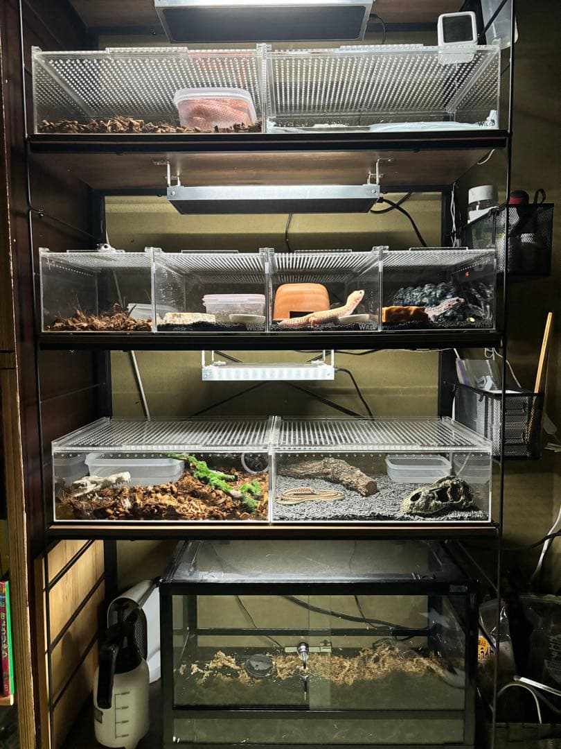 三晃商会レプタイルボックス