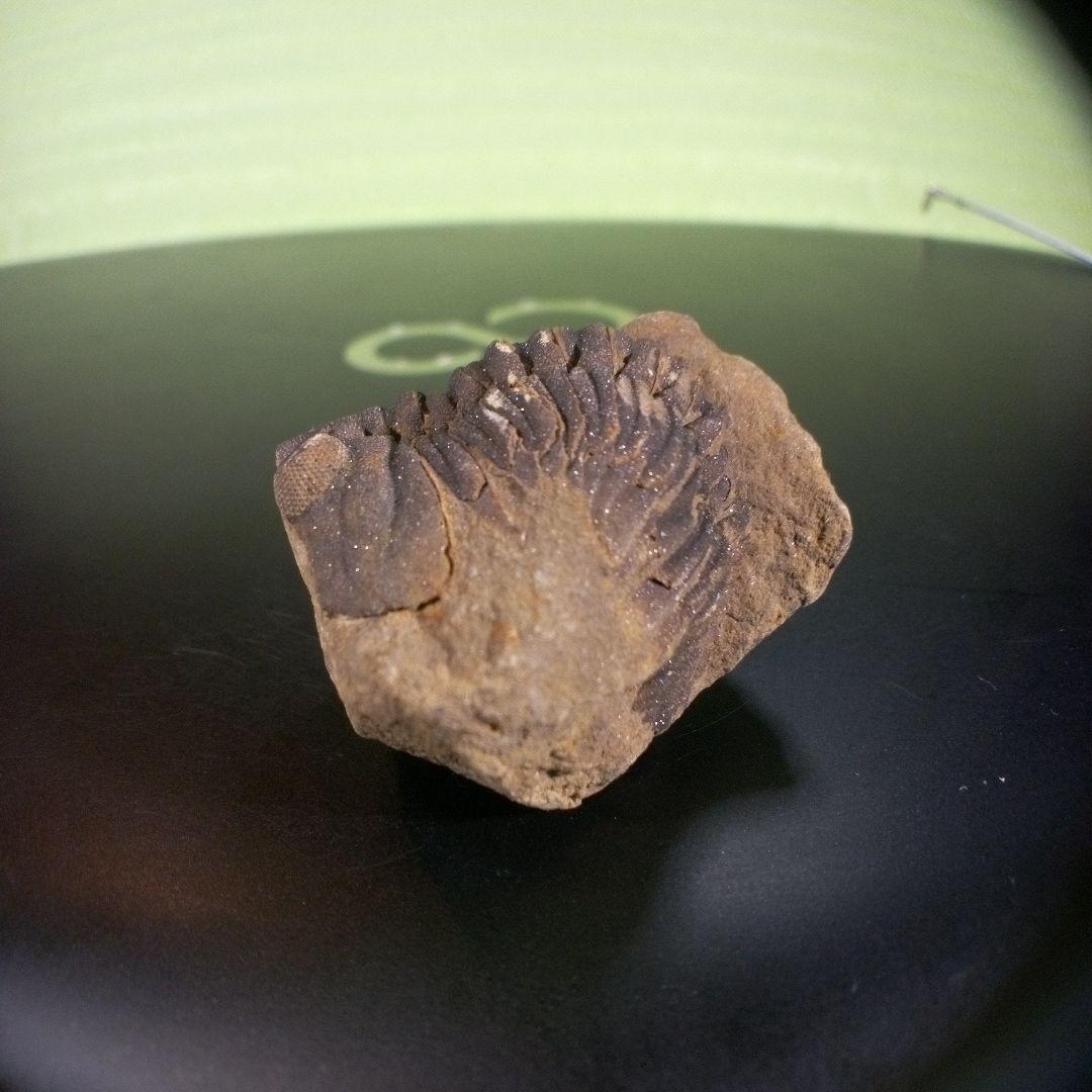 三葉虫　化石　ボリビア産　南アメリカ　trilobite　Bolivia三葉虫⑤