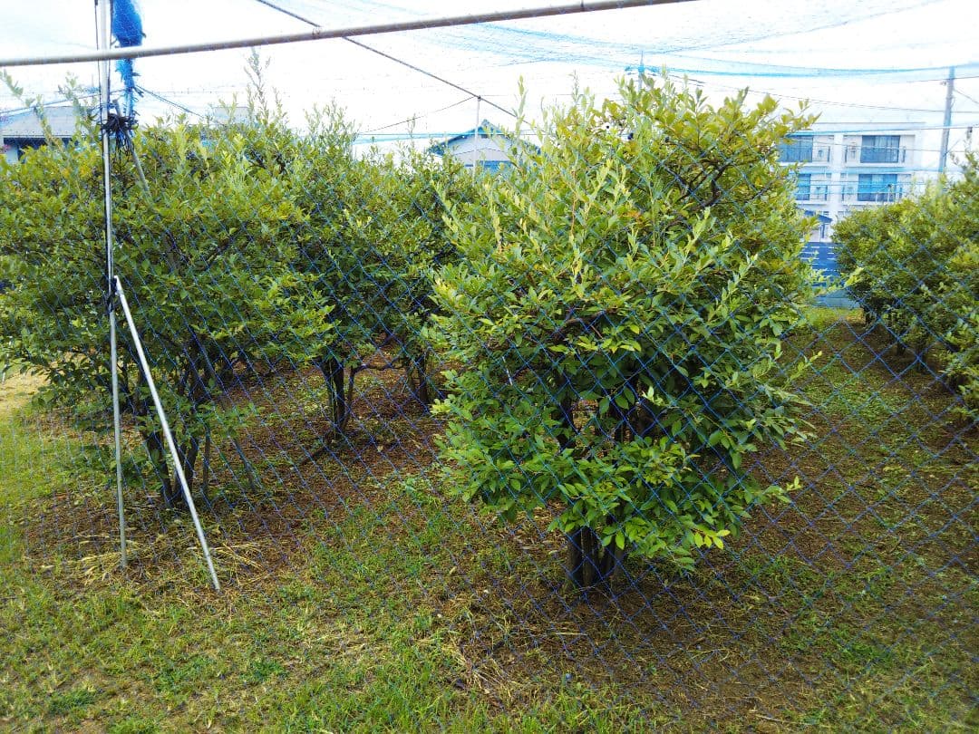 《訳あり》冷凍ブルーベリー５Kg　お買い得！！