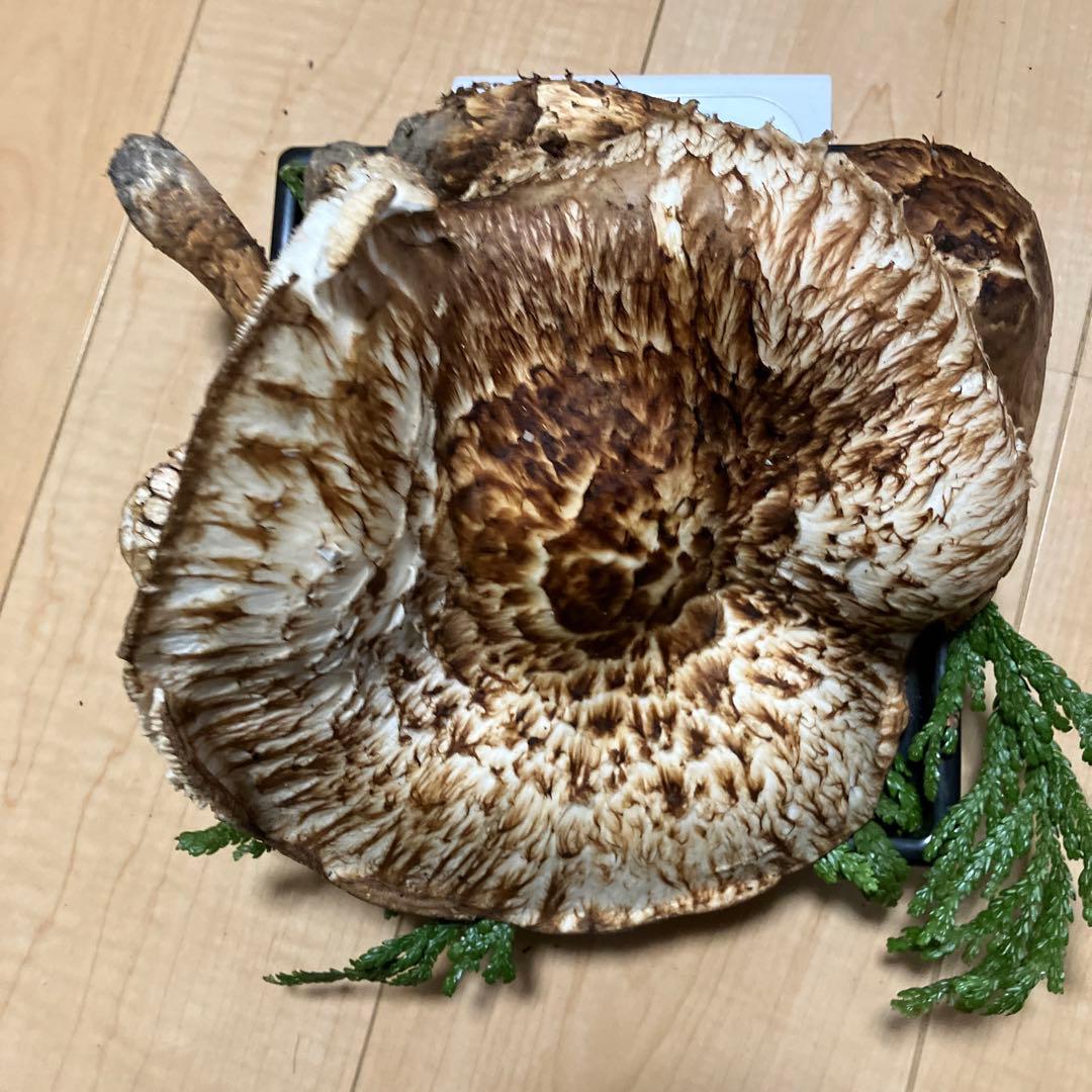 北海道産❗️天然松茸❗️525g‼️特大ツボミ❗️
