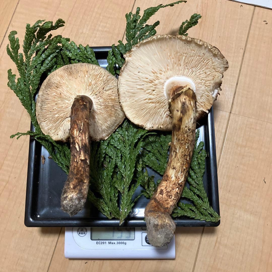北海道産❗️天然松茸❗️525g‼️特大ツボミ❗️