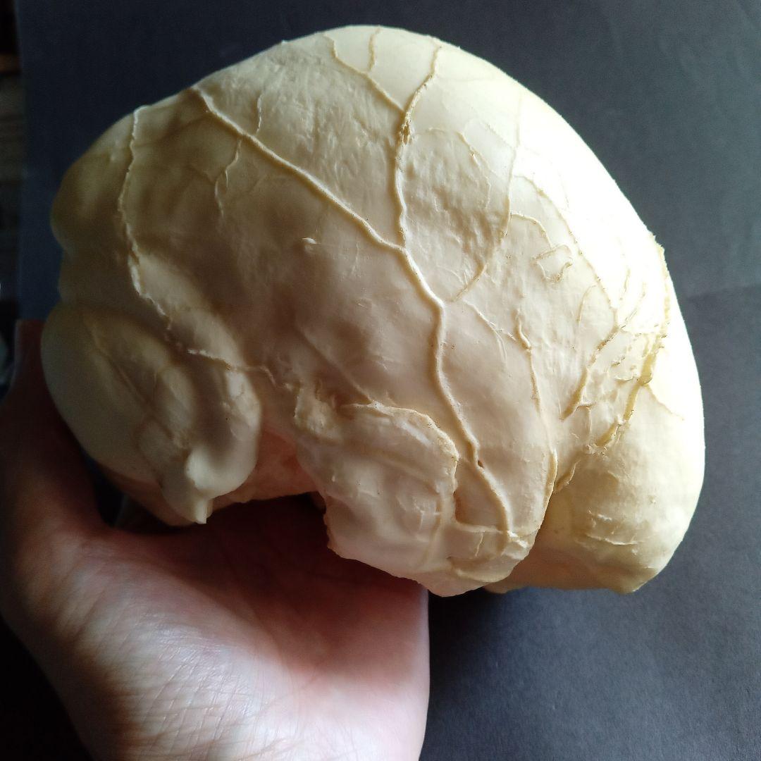 Brain　脳　Born Clones　アメリカ製　模型