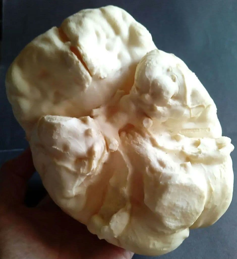 Brain　脳　Born Clones　アメリカ製　模型