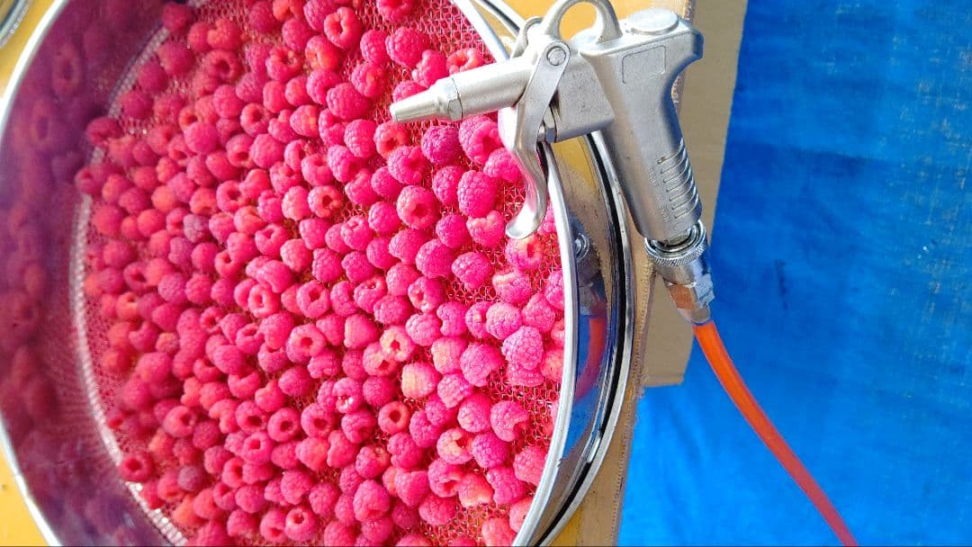 冷凍ラズベリー 4000g
