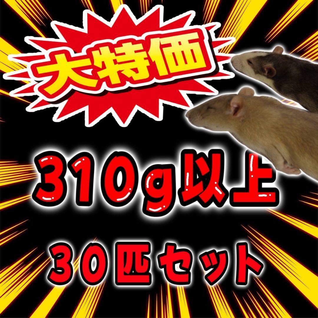 冷凍ラット 300g以上 30匹セット