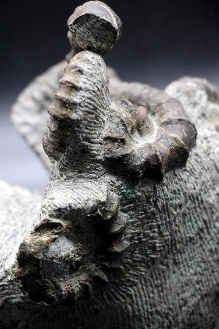 【限定値下げ中】博物館級 異常巻 アンモナイト 7化石密集 アイノセラス 高品質