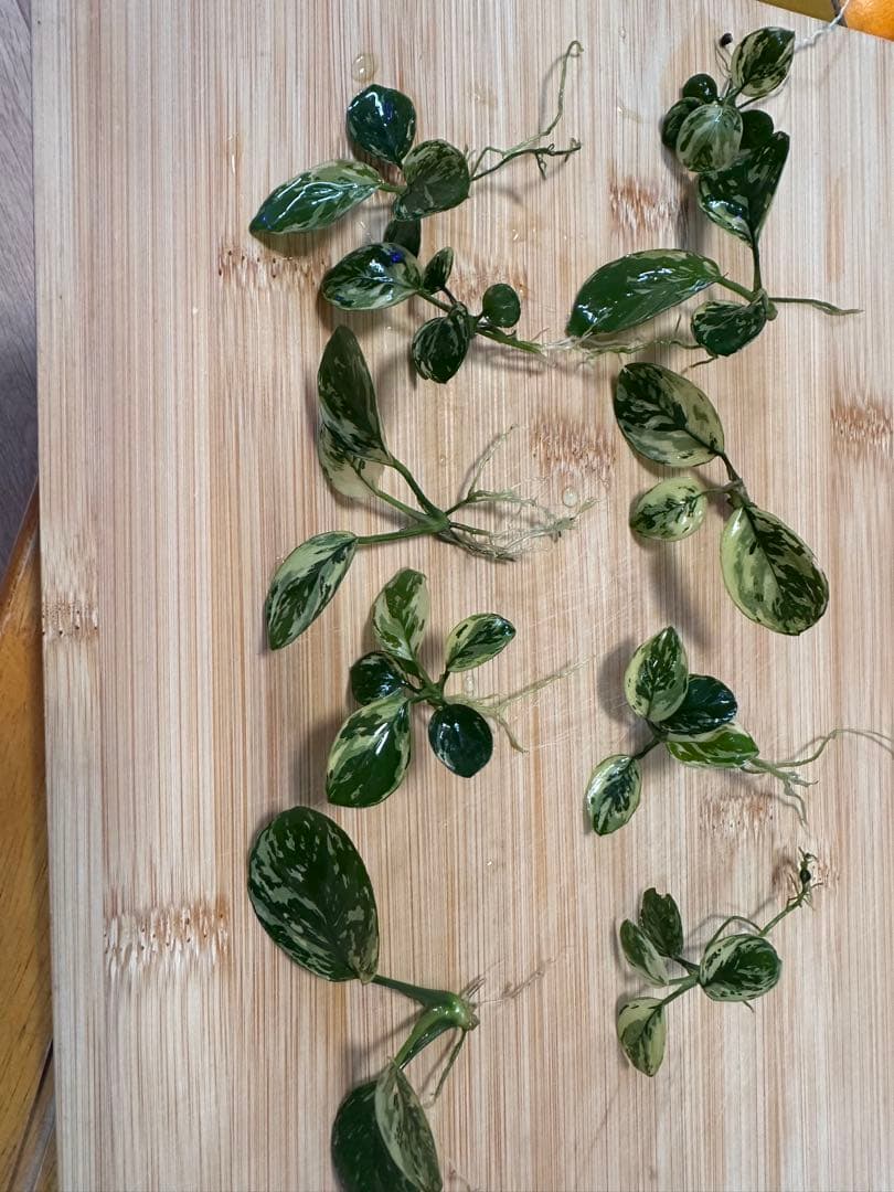 アヌビアスナナ　斑入りキング　10 株