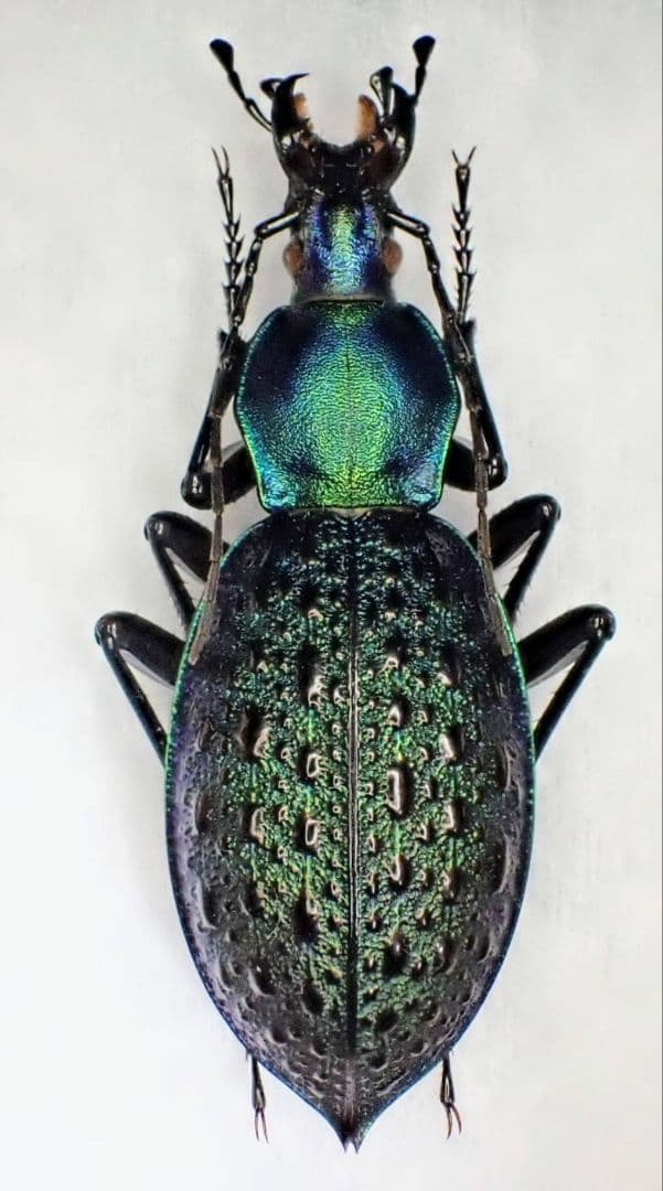 カブリモドキ　飼育交雑個体