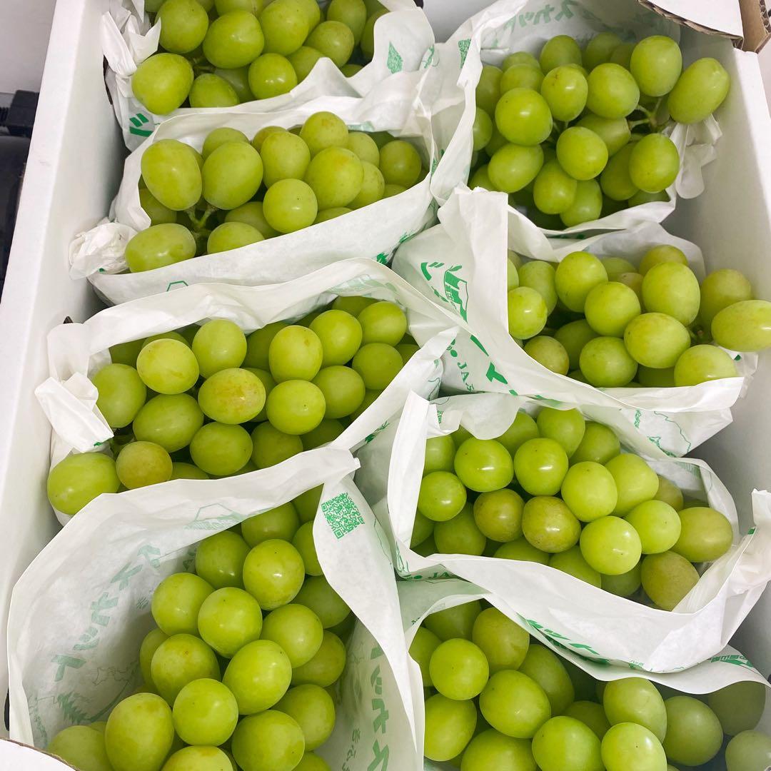 山梨県産　訳あり　家庭用　シャインマスカット　8房　箱込み5.3kg ⑪