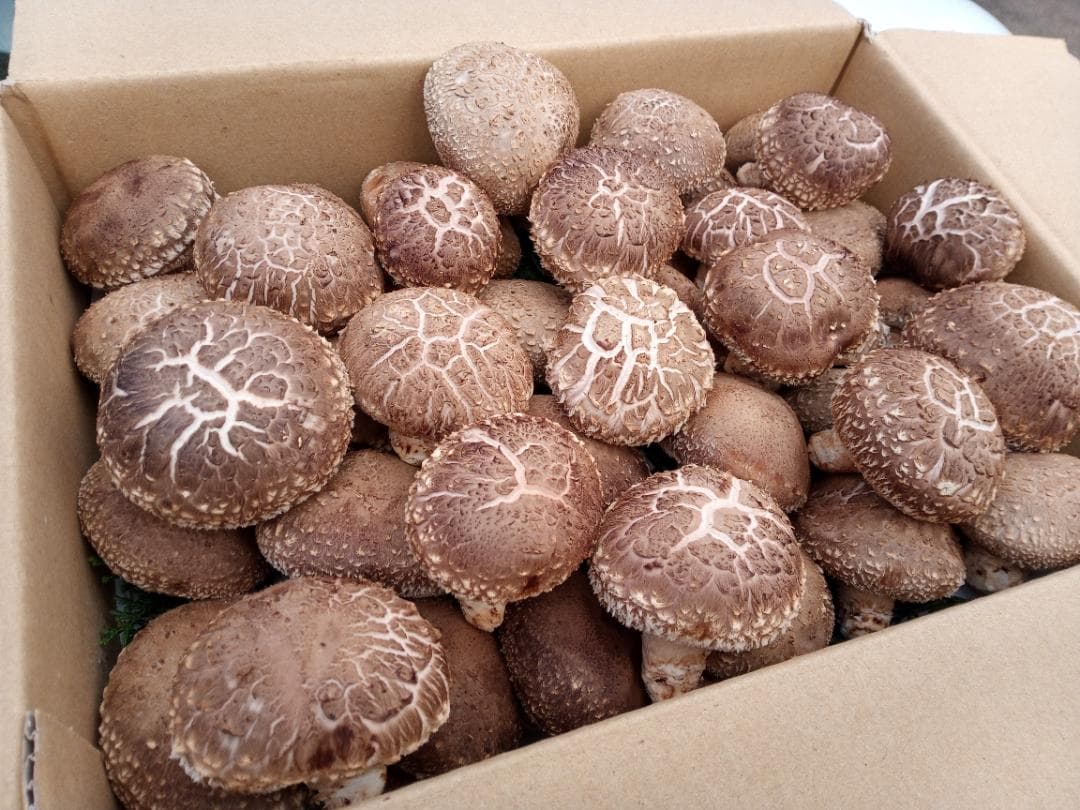 ねねさまご予約専用 大分県特産 生どんこ椎茸「秋子」ダブル 1st