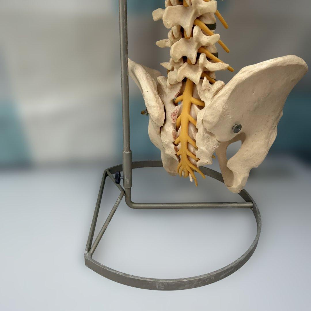 脊椎モデル 約85cm 可動式