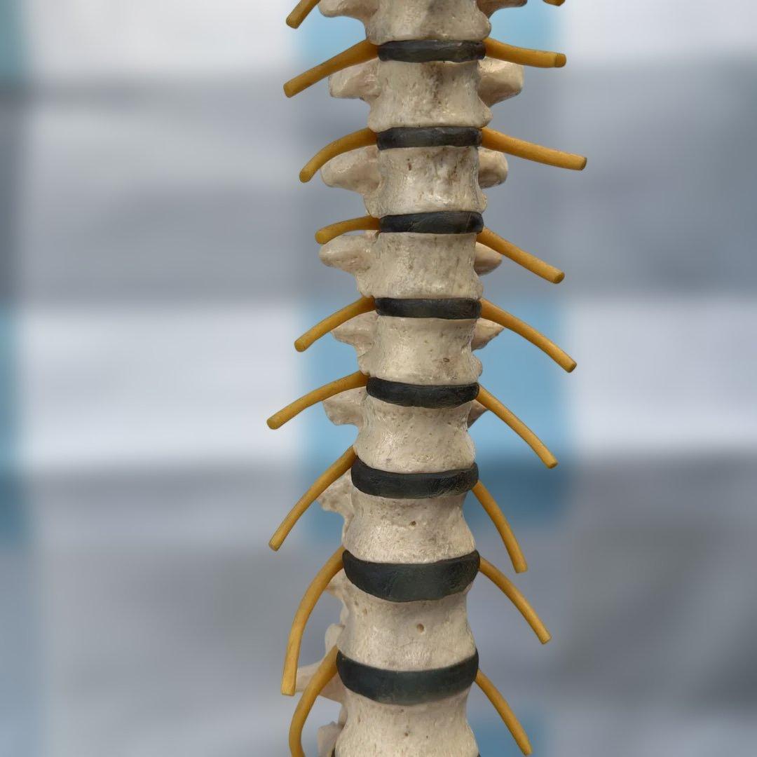 脊椎モデル 約85cm 可動式