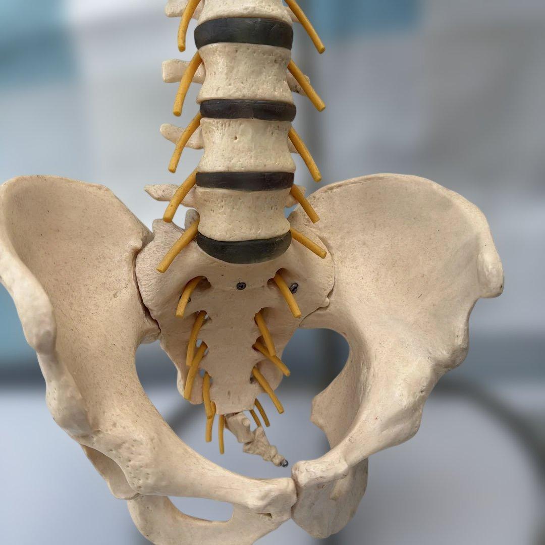 脊椎モデル 約85cm 可動式