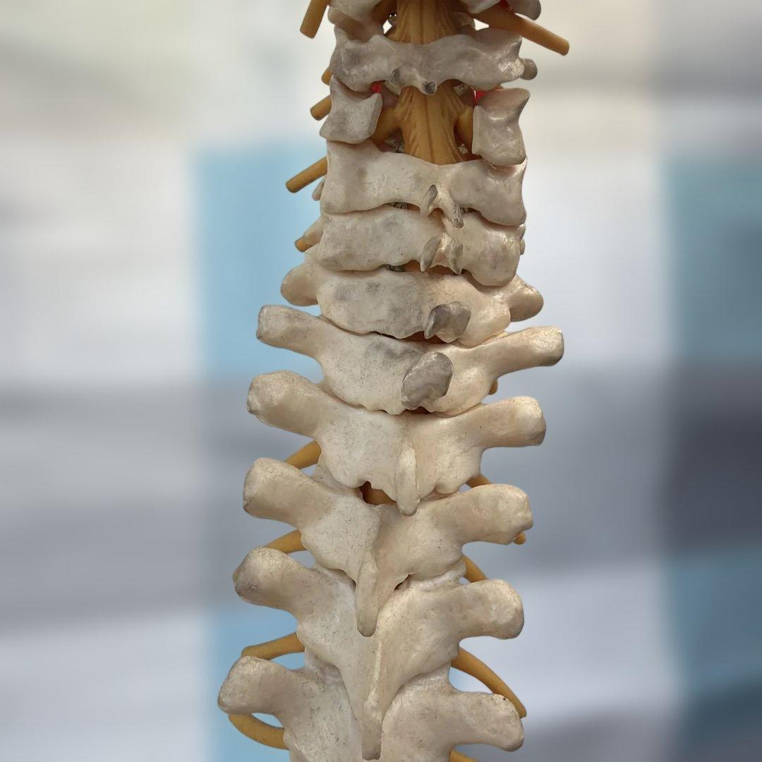 脊椎モデル 約85cm 可動式