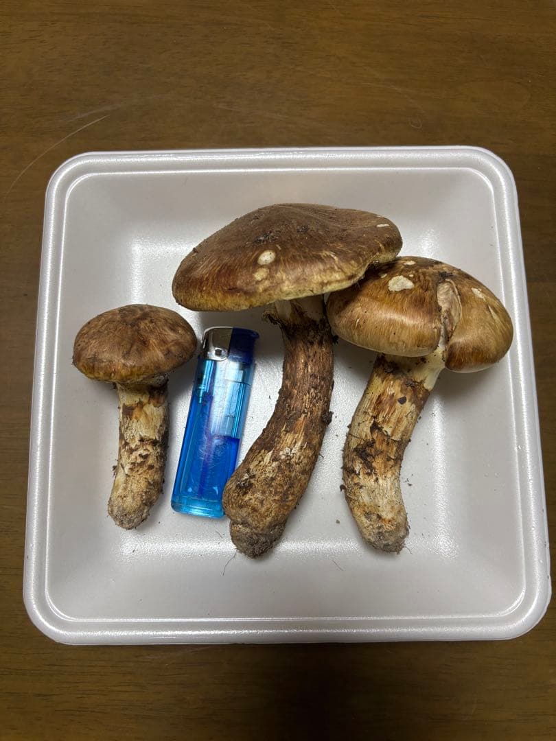 香川県産　獲れたて松茸3 3本149グラム　国産　天然物