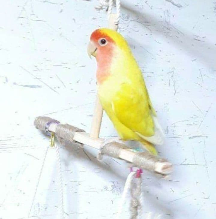 42　ロング　自然素材　ウッドクライミング(小)　インコ　ガジガジバードトイ