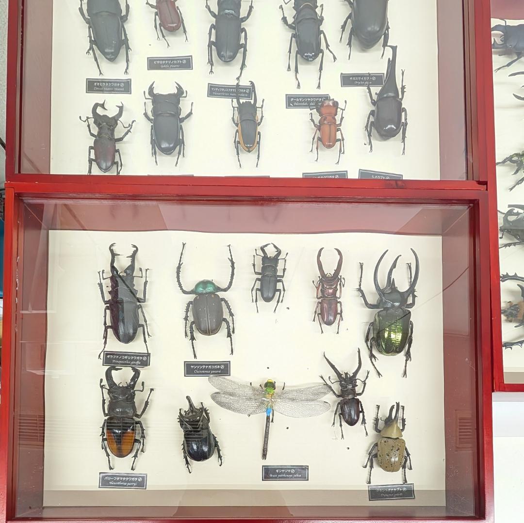 デアゴスティーニ 世界の昆虫 フィギュア30体セット 現状品 コレクションBOX