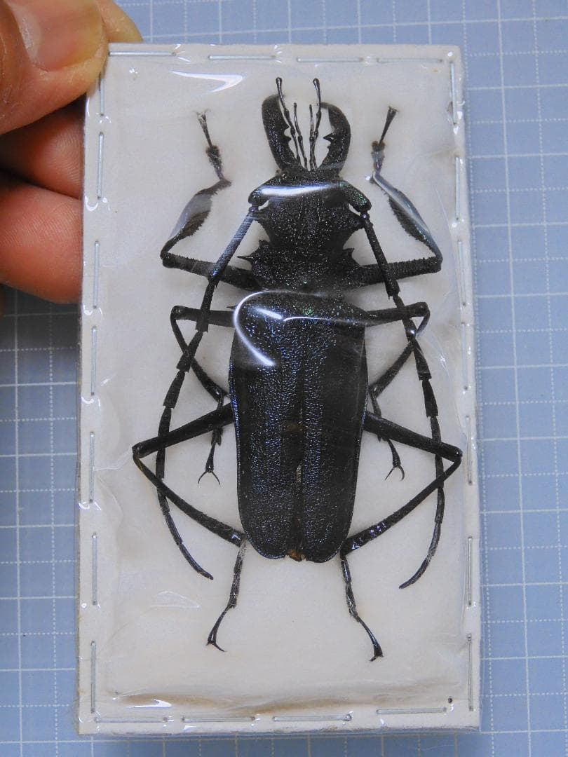 標本 Peru Psalidognathus s.p 62mm