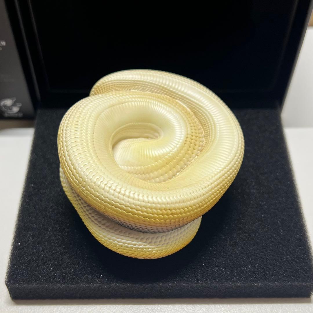 動物の惑星　レア　シロクチニシキヘビ