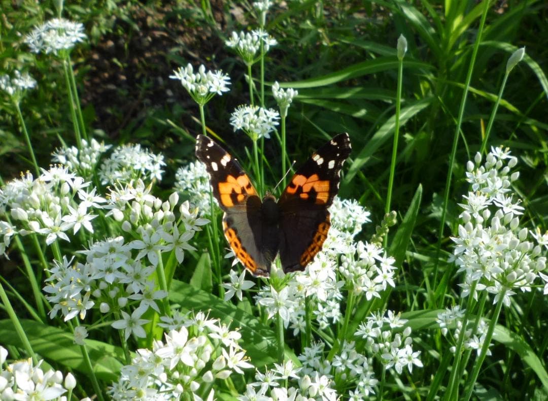 安心の日本みつばち 芳醇 糖度81％ 優良品 非加熱 秋はちみつ1,100g